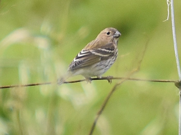 Common Rosefinch
