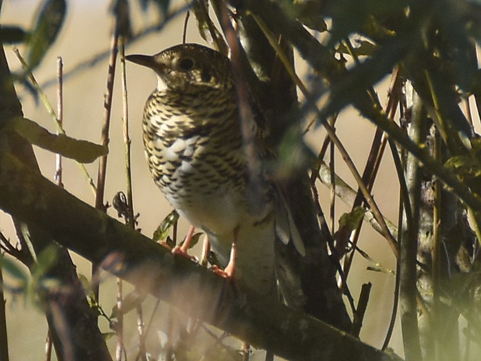 White's Thrush