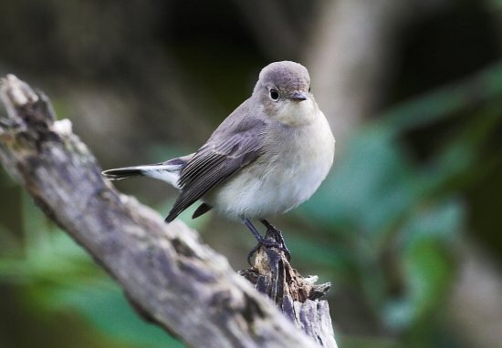 Red-breasted Flycatcher