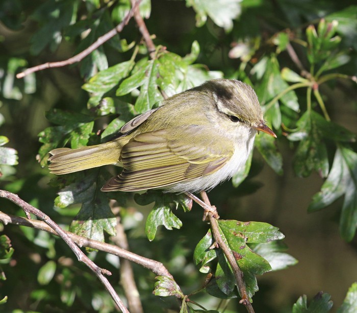 Eastern Crowned Warbler