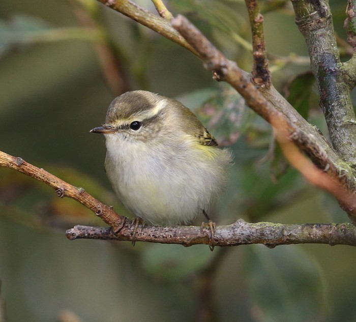 Yellow-browed Warbler