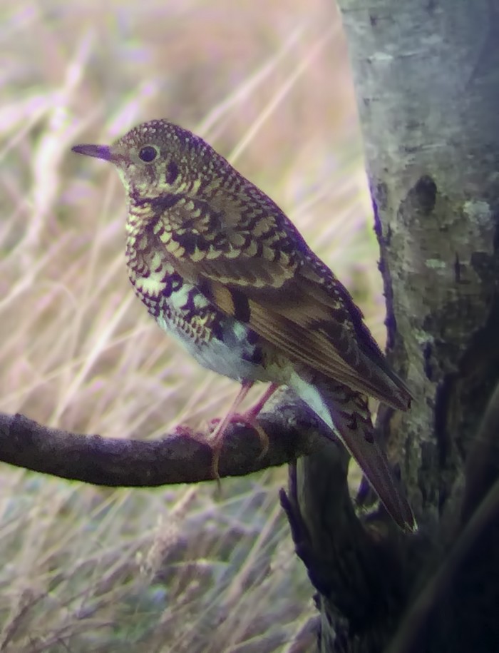 White's Thrush