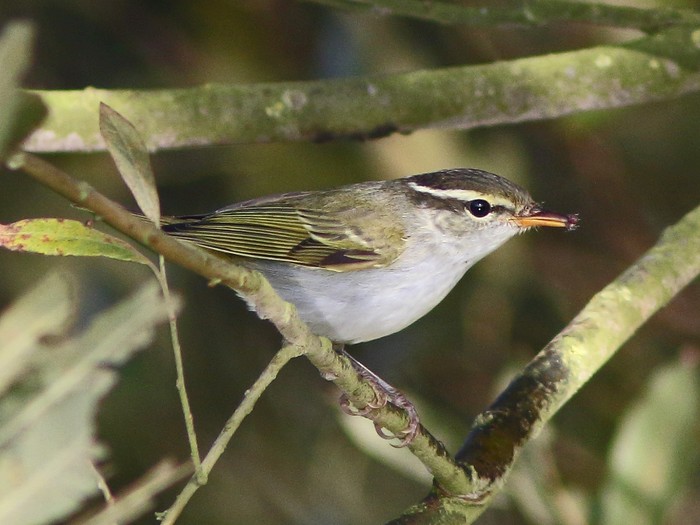 Eastern Crowned Warbler