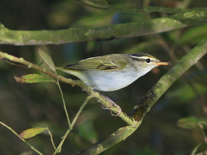 Eastern Crowned Warbler