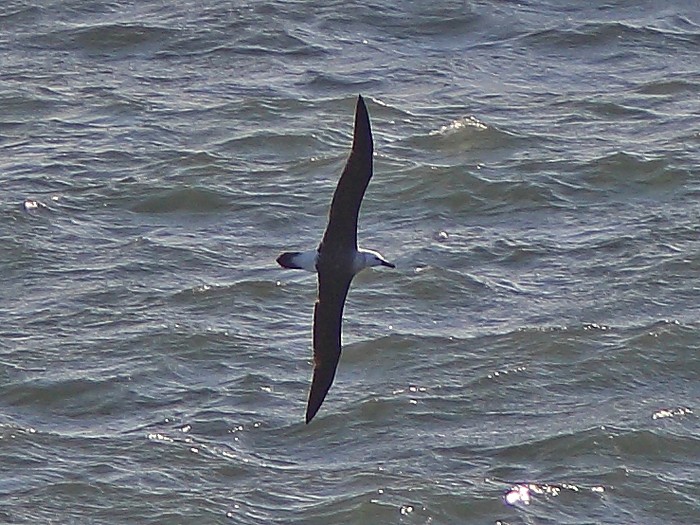 Black-browed Albatross