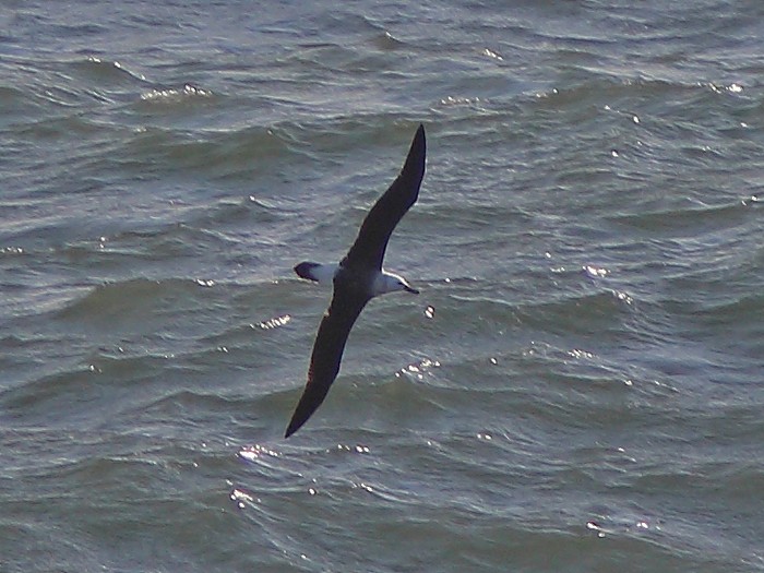 Black-browed Albatross