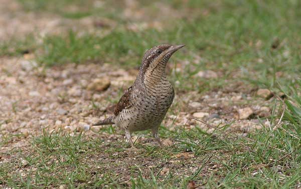 Wryneck
