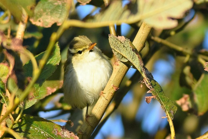 Eastern Crowned Warbler