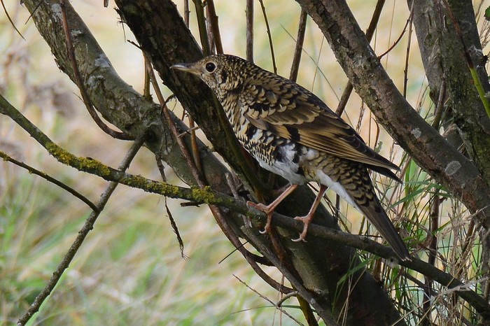 White's Thrush