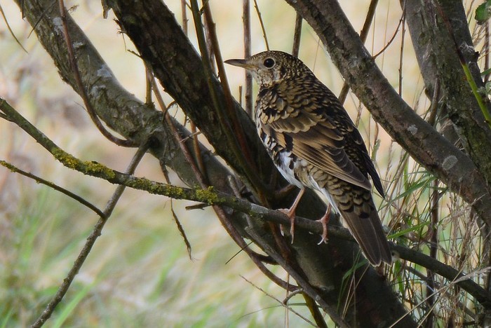 White's Thrush
