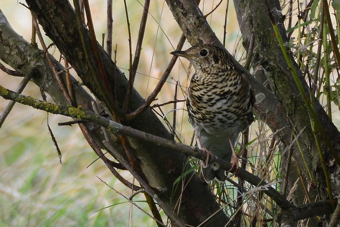 White's Thrush