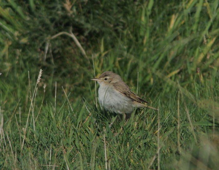 Booted Warbler