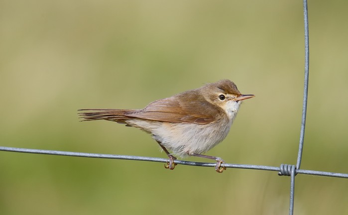 Blyth's Reed Warbler