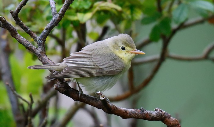 Icterine Warbler