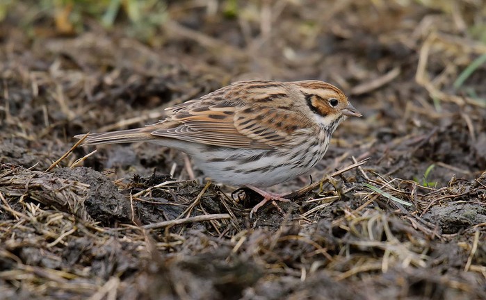 Little Bunting