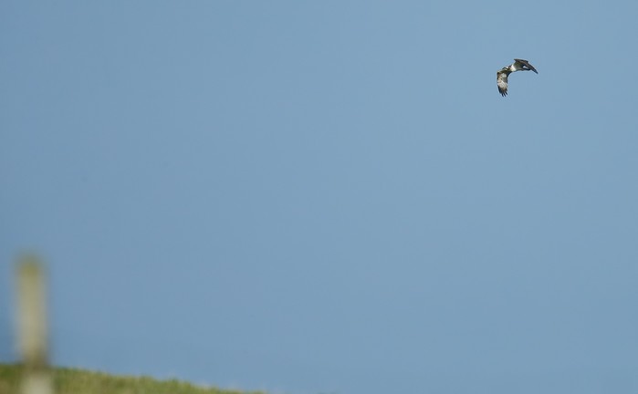 Osprey