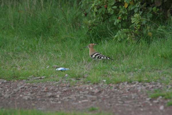 Hoopoe