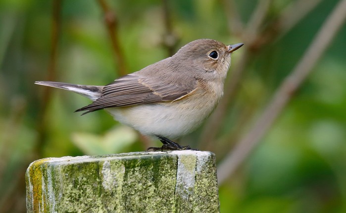 Red-breasted Flycatcher