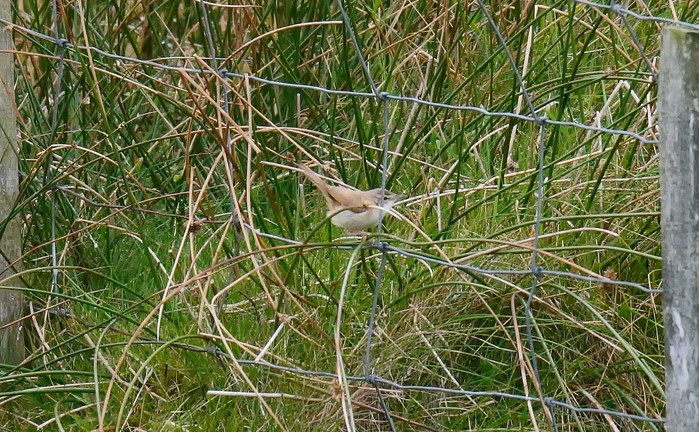 Paddyfield Warbler