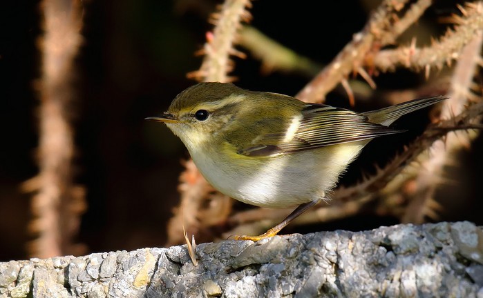 Yellow-browed Warbler
