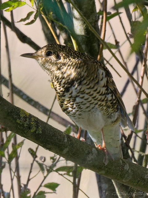 White's Thrush