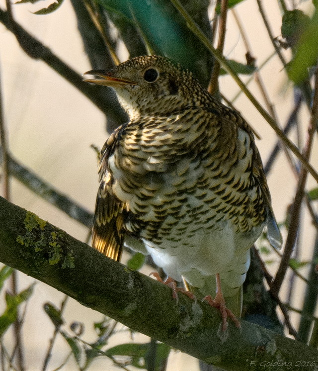White's Thrush