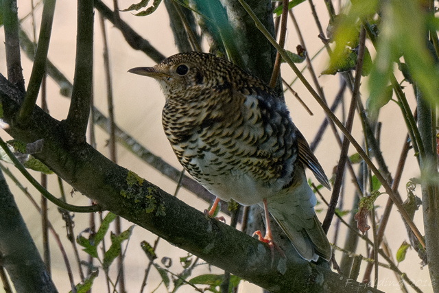 White's Thrush