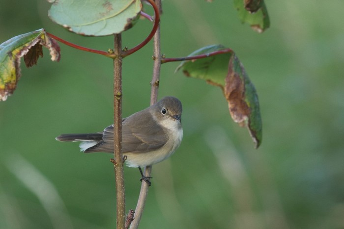 Red-breasted Flycatcher