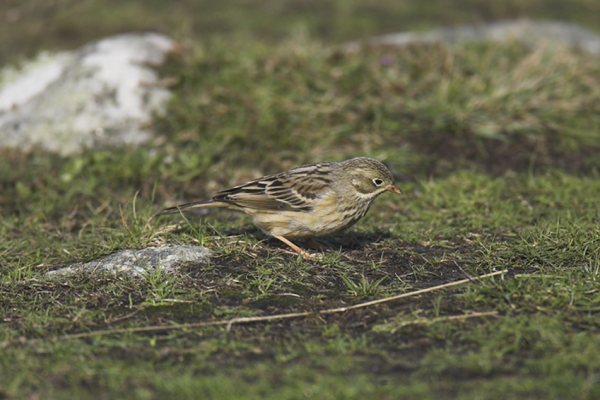 Ortolan Bunting