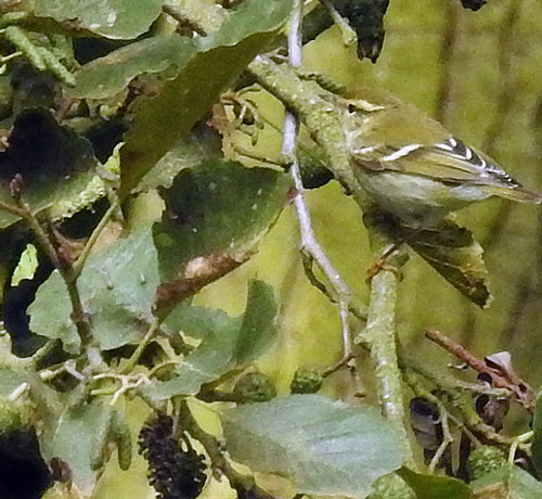 Yellow-browed Warbler
