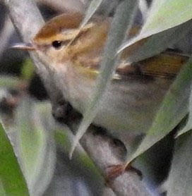 Yellow-browed Warbler