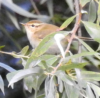 Yellow-browed Warbler