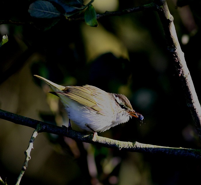 Eastern Crowned Warbler