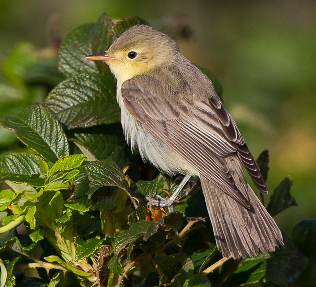 Icterine Warbler