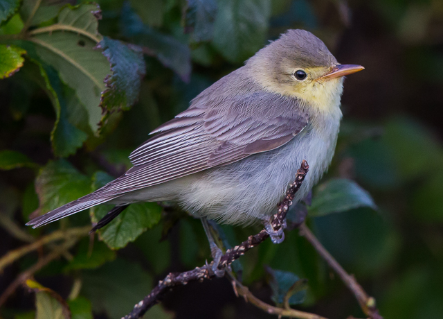 Icterine Warbler