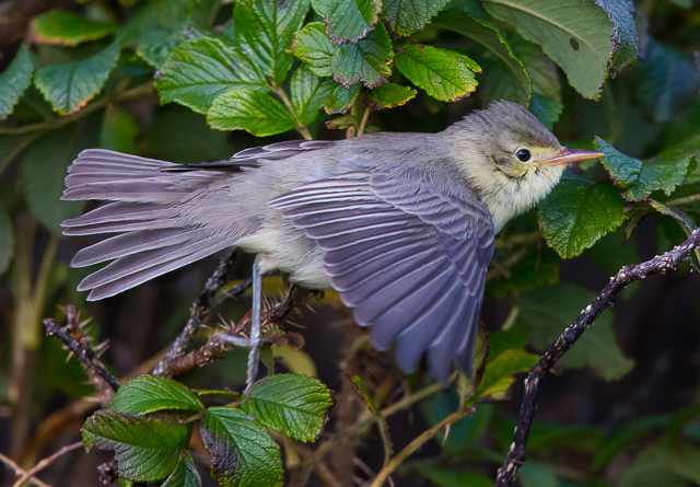 Icterine Warbler