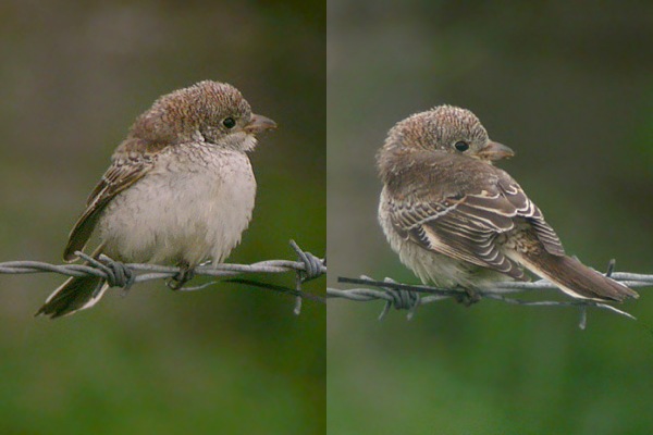 Woodchat Shrike