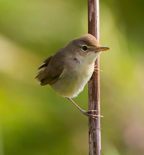 Blyth's Reed Warbler