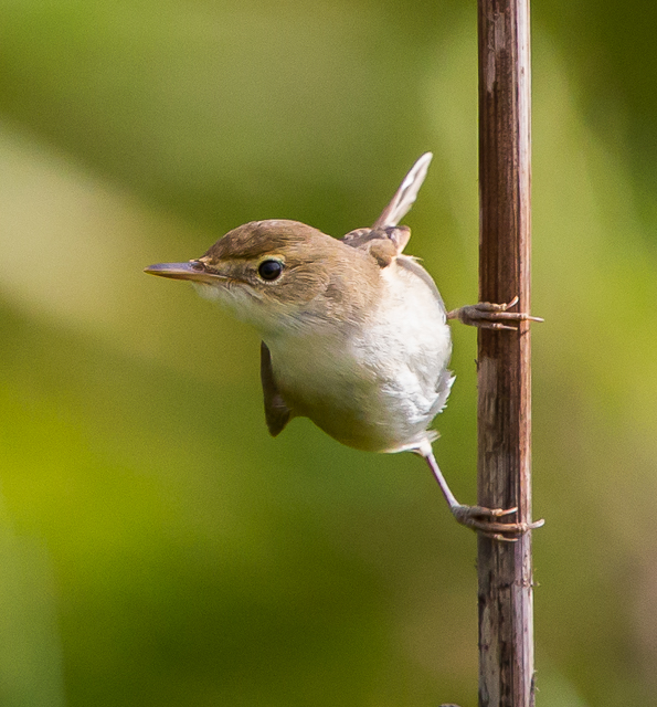 Blyth's Reed Warbler