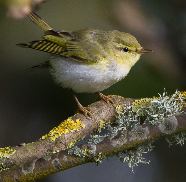 Wood Warbler