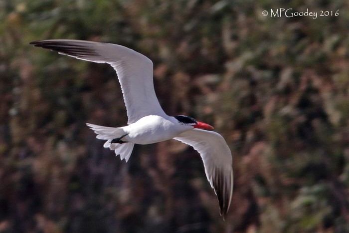 Caspian Tern
