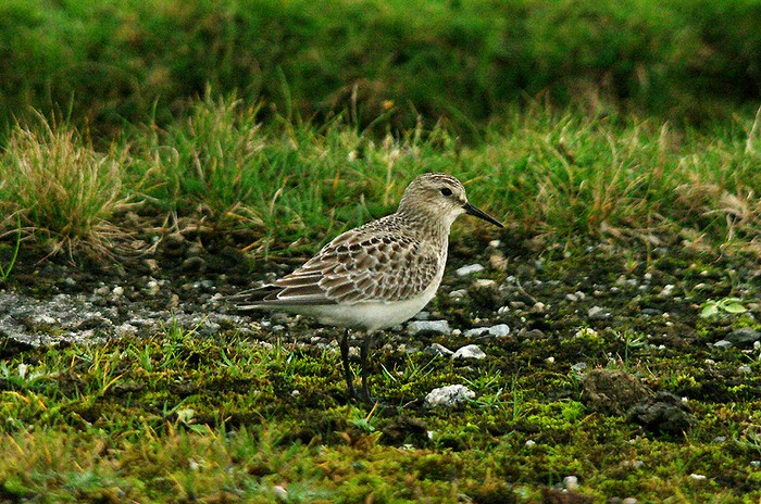 Baird's Sandpiper