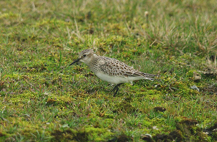Baird's Sandpiper