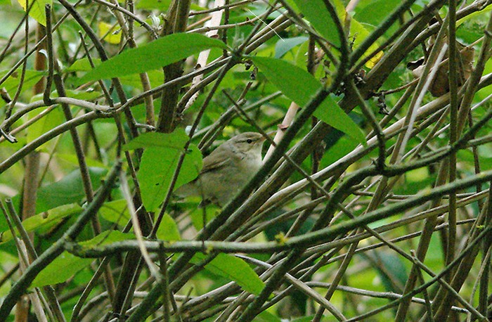 Blyth's Reed Warbler
