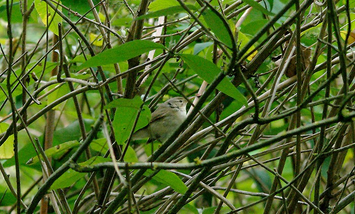 Blyth's Reed Warbler