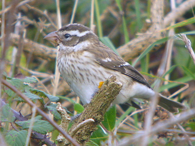 Rose-breasted Grosbeak