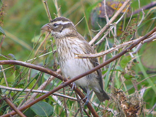 Rose-breasted Grosbeak