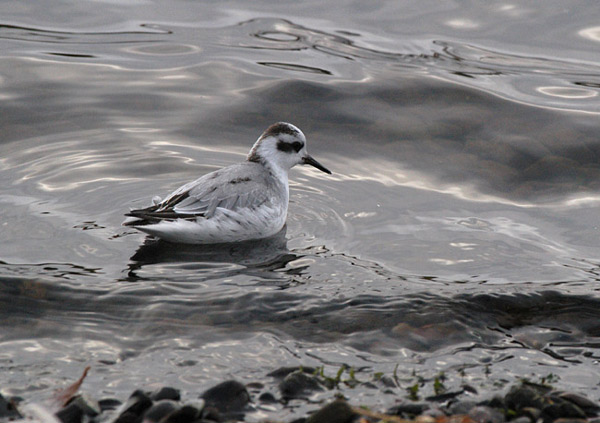 Grey Phalarope