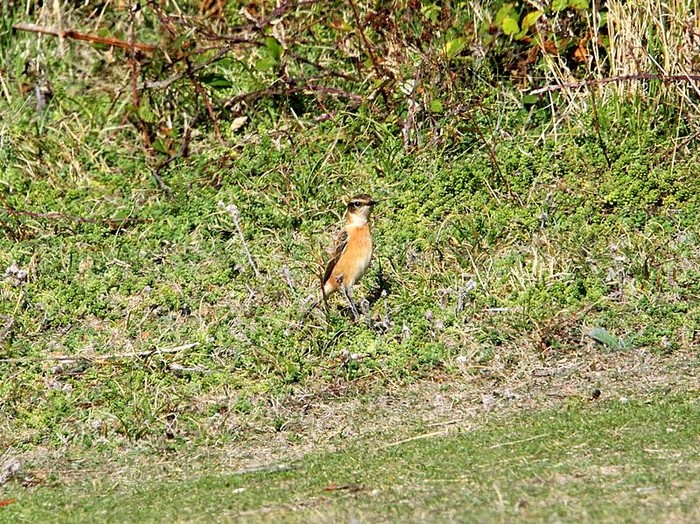 Stejneger's Stonechat