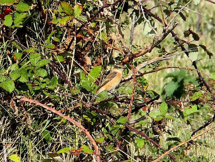 Stejneger's Stonechat